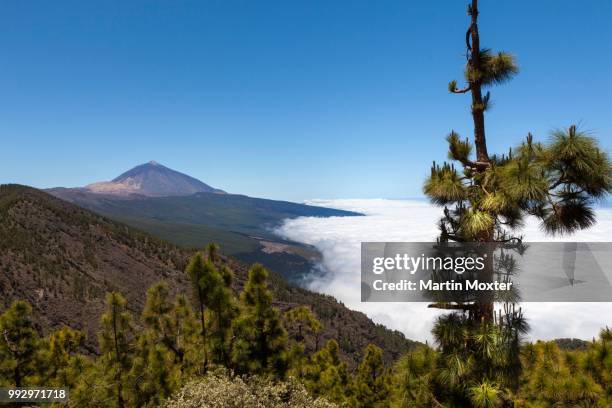 landscape with vegetation typical of the parque nacional de las canadas del teide, teide national park, unesco world natural heritage site, with mount teide volcano at the rear, el sauce, canada alta, tenerife, canary islands, spain - the natural world ストックフォトと画像