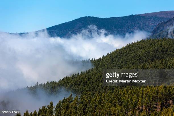 cloud-hung forest in the parque nacional de las canadas del teide, teide national park, unesco world natural heritage site, icoro, san pablo, tenerife, canary islands, spain - the natural world ストックフォトと画像