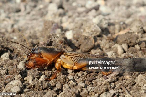european mole cricket (gryllotalpa gryllotalpa), allgaeu, bavaria, germany - mole cricket stockfoto's en -beelden