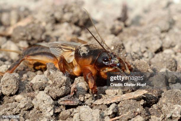european mole cricket (gryllotalpa gryllotalpa), allgaeu, bavaria, germany - mole cricket 個照片及圖片檔