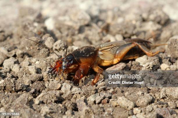 european mole cricket (gryllotalpa gryllotalpa), allgaeu, bavaria, germany - mole cricket stockfoto's en -beelden