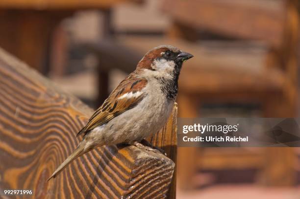 house sparrow (passer domesticus), moskau, russia - moskau stock pictures, royalty-free photos & images