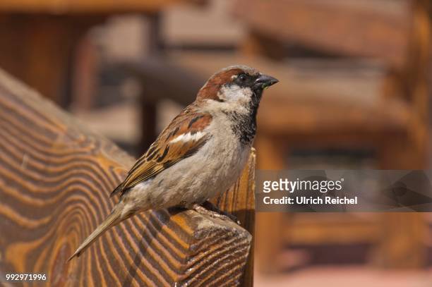 house sparrow (passer domesticus), moskau, russia - moskau 個照片及圖片檔