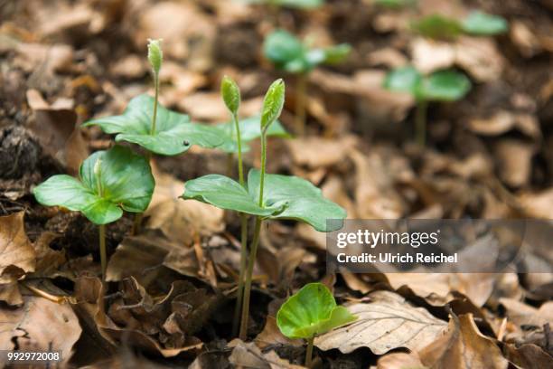 seedlings of a european beech (fagus sylvatica), thuringia, germany - european beech stock pictures, royalty-free photos & images