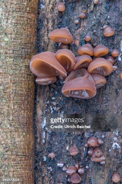 jew's ear or wood ear fungus (auricularia auricula-judae) on a sycamore, thuringia, germany - auricularia auricula judae stock pictures, royalty-free photos & images