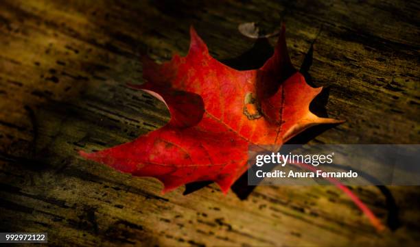 fall - anura stock pictures, royalty-free photos & images