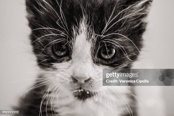 baby cat - cipolla stock pictures, royalty-free photos & images