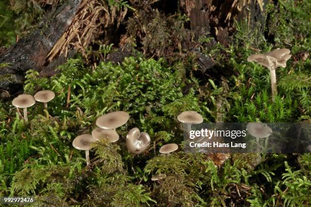 funnel caps (clitocybe sp.), young stage, untergroeningen, abtsgmuend, baden-wuerttemberg, germany - agaricales stock pictures, royalty-free photos & images