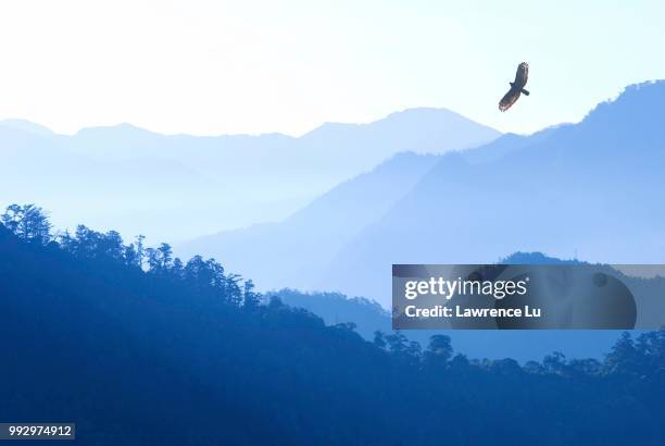 crested serpent eagle (spilornis cheela) flying over mountains in morning fog, alishan mountain, chiayi, taiwan - chiayi stock-fotos und bilder