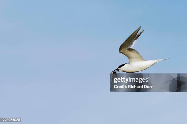 sandwich tern (sterna sandvicensis), in flight with a fish in its beak, against a blue sky, texel, west frisian islands, north holland, the netherlands - friesland noord holland imagens e fotografias de stock