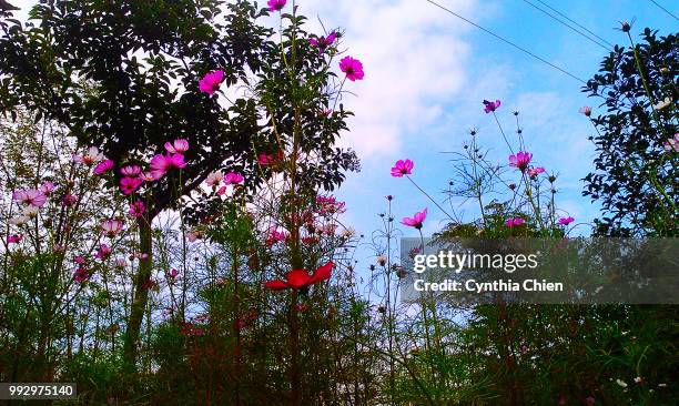 kelsang flowers - chien imagens e fotografias de stock