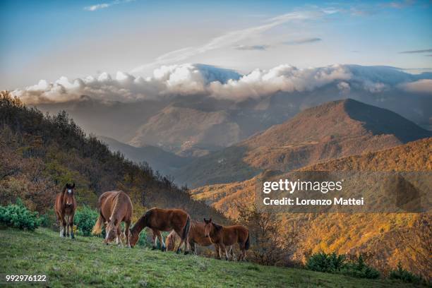 horses at sunrise on mount strega, apennines, marche, italy - strega stockfoto's en -beelden