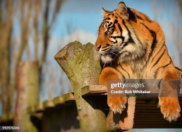 Tiger Rapter 601 Rob Raptor Stock Photos, High-Res Pictures, and Images - Getty Images