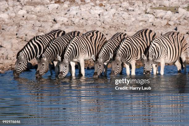 burchell's zebras (equus burchellii) drinking at the okaukuejo waterhole, etosha national park, namibia - kunene region stock pictures, royalty-free photos & images