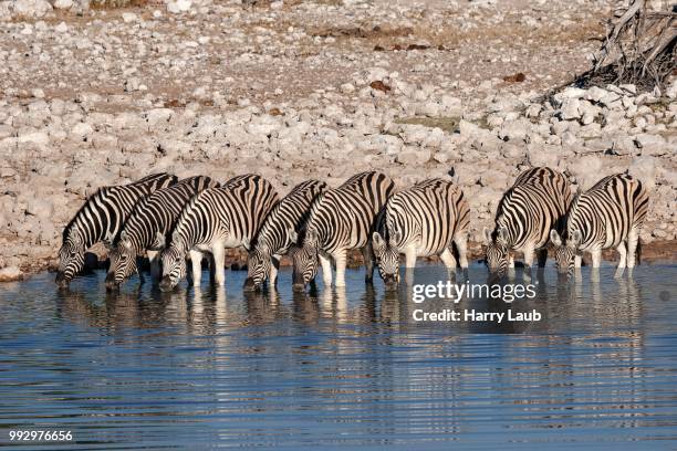 burchell's zebras (equus burchellii) drinking at the okaukuejo waterhole, etosha national park, namibia - kunene region bildbanksfoton och bilder