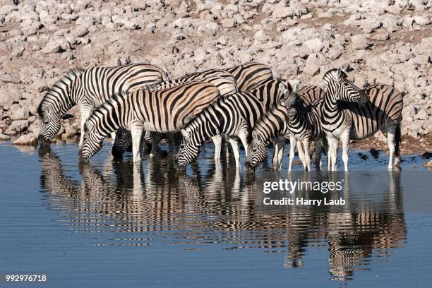 burchell's zebras (equus burchellii) drinking at the okaukuejo waterhole, etosha national park, namibia - kunene region bildbanksfoton och bilder