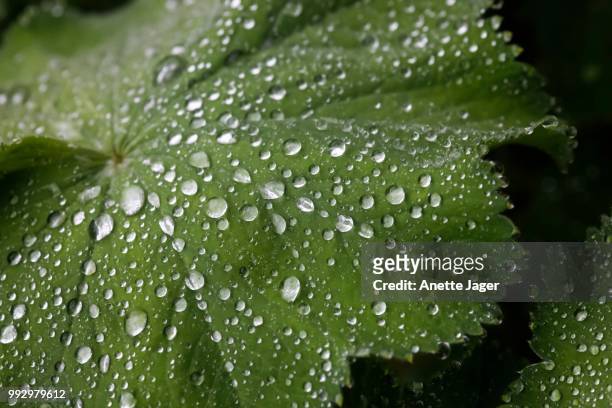 common lady's mantle (alchemilla vulgaris), water drops on a leaf, germany - pie de león fotografías e imágenes de stock