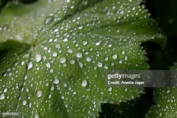 common lady's mantle (alchemilla vulgaris), water drops on a leaf, germany - ladys mantle stockfoto's en -beelden