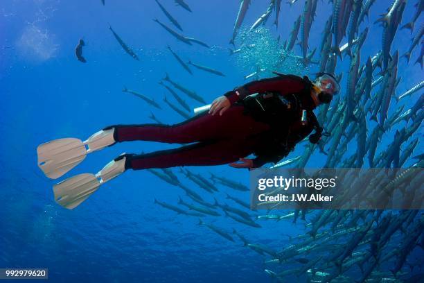 diver swimming with a school of blackfin barracudas (sphyraena qenie), palau - sphyraena qenie stock pictures, royalty-free photos & images