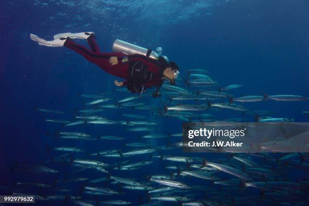 diver swimming with a school of blackfin barracudas (sphyraena qenie), palau - sphyraena qenie stock pictures, royalty-free photos & images