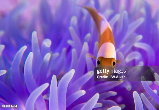 young saddleback clownfish (amphiprion polymnus), philippines - w 2013 stock pictures, royalty-free photos & images