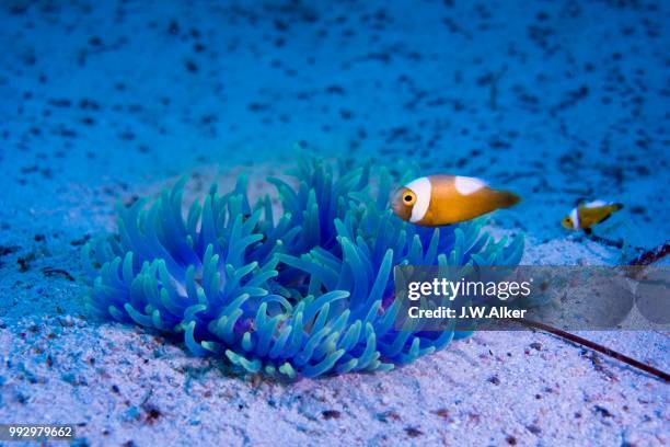 young saddleback clownfish (amphiprion polymnus), philippines - w 2013 stock pictures, royalty-free photos & images