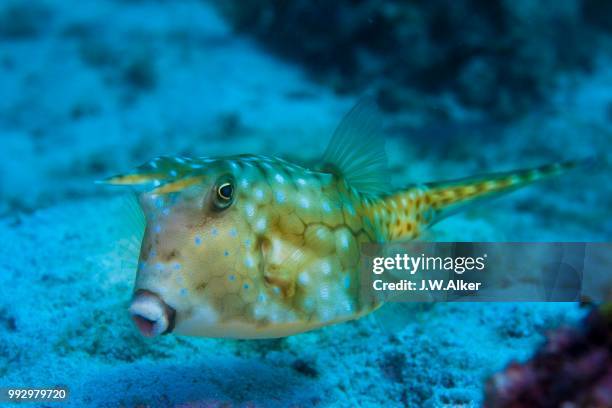 longhorn cowfish (lactoria cornuta), philippines - longhorn cowfish stock pictures, royalty-free photos & images