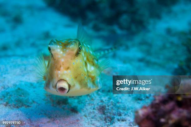 longhorn cowfish (lactoria cornuta), philippines - longhorn cowfish stock pictures, royalty-free photos & images