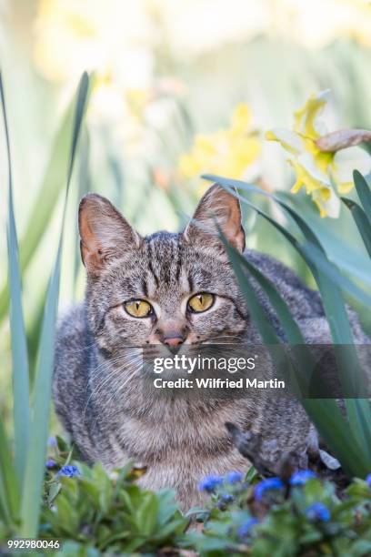 domestic cat, tabby, cyprus - tabby stock pictures, royalty-free photos & images