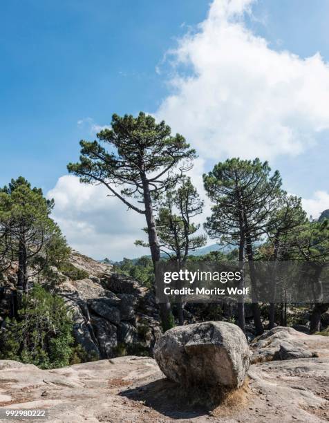 Alta Roca 2,443 Alta Location Stock Photos, High-Res Pictures, and Images - Getty ...