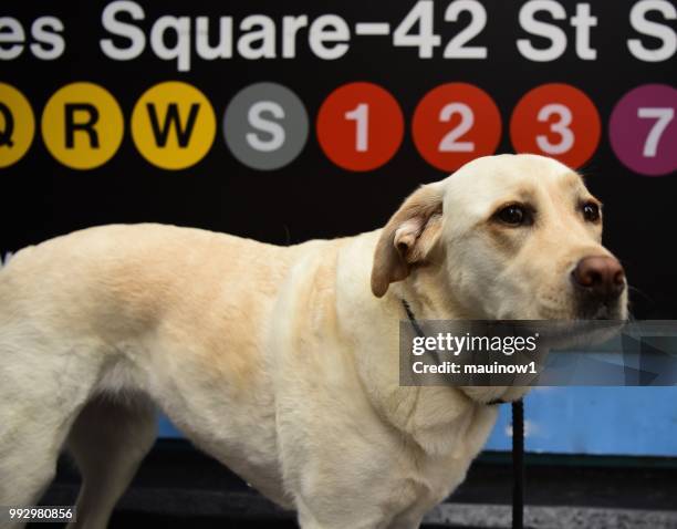 拉布拉多獵犬和紐約市地鐵 - underground sign 個照片及圖片檔