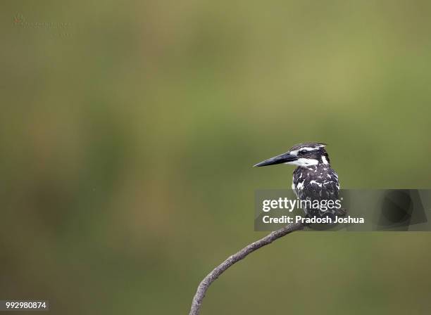pied kingfisher - pied kingfisher ceryle rudis stock pictures, royalty-free photos & images