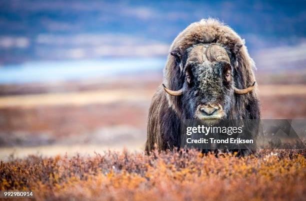 a muskox in a rural field in norway. - musk ox stock pictures, royalty-free photos & images