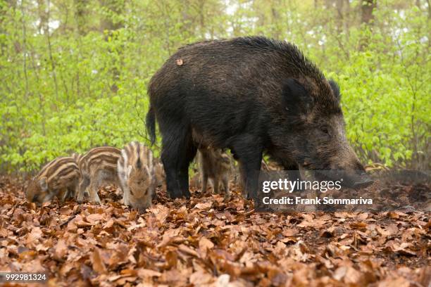Piglets In Spring 209 Piglet Spring Stock Photos, High-Res Pictures, and Images - Getty ...