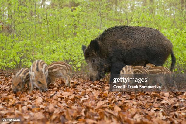 Piglets In Spring 209 Piglet Spring Stock Photos, High-Res Pictures, and Images - Getty ...