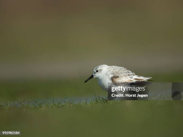 sanderling (calidris alba), texel, province of north holland, the netherlands - correlimos tridáctilo fotografías e imágenes de stock