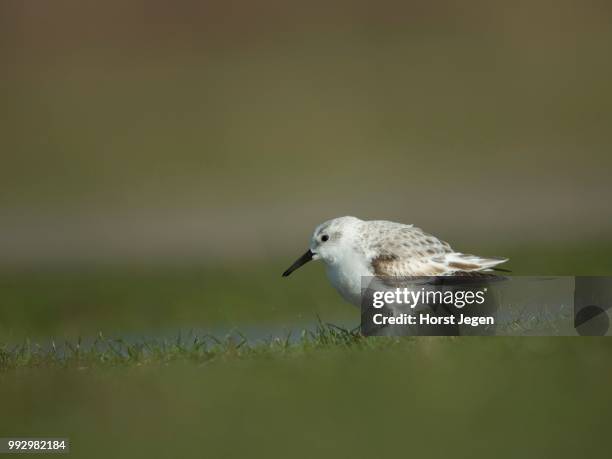 sanderling (calidris alba), texel, province of north holland, the netherlands - piovanello tridattilo foto e immagini stock