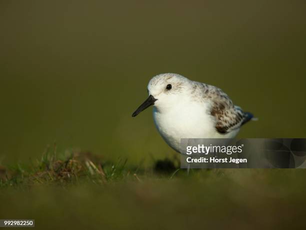sanderling (calidris alba), texel, province of north holland, the netherlands - correlimos tridáctilo fotografías e imágenes de stock