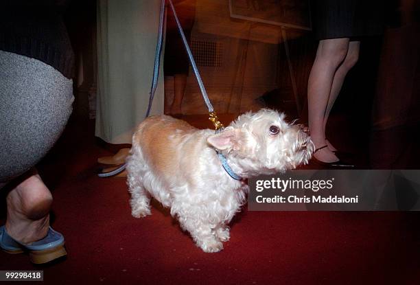 Max, Annette Lantos' Westie, eyeballs appetizers at the Animal Health Institute's Pet Night on Capitol Hill reception in the Canon Caucus room.