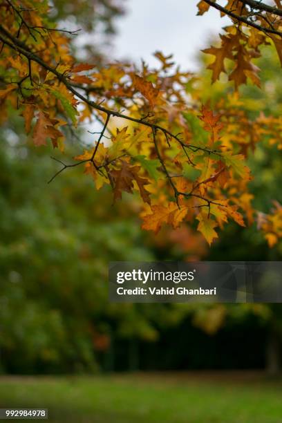 herbst - herbst - fotografias e filmes do acervo