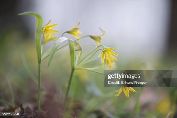yellow star-of-bethlehem (gagea lutea), ruegen, mecklenburg-western pomerania, germany - gagea stock pictures, royalty-free photos & images