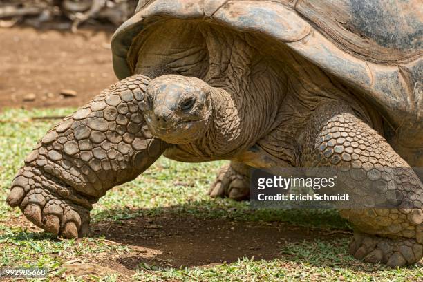 aldabra giant tortoise (aldabrachelys gigantea), mauritius - seychellen riesenschildkröte stock-fotos und bilder