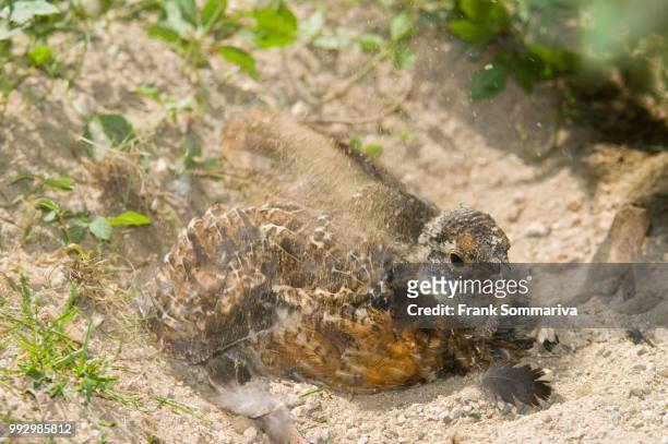 western capercaillie (tetrao urogallus), young bird bathing in sand, captive, bavarian forest national park, bavaria, germany - bayerischer wald national park bildbanksfoton och bilder