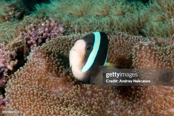 sebae anemonefish (amphiprion sebae), bohol sea, philippines - sebae sea anemone stock pictures, royalty-free photos & images