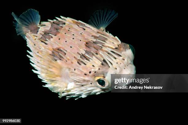 long-spine porcupinefish, longspined porcupinefish or freckled porcupinefish (diodon holocanthus), bohol sea, philippines - balloonfish bildbanksfoton och bilder