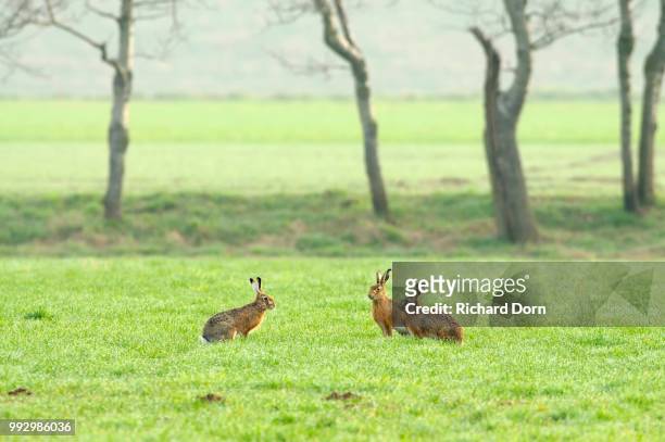 hares (lepus europaeus) looking at each other in the mating season in a meadow, north rhine-westphalia, germany - mating stock pictures, royalty-free photos & images