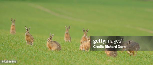 nine hares (lepus europaeus) on a green field in the mating season, north rhine-westphalia, germany - mating stock pictures, royalty-free photos & images