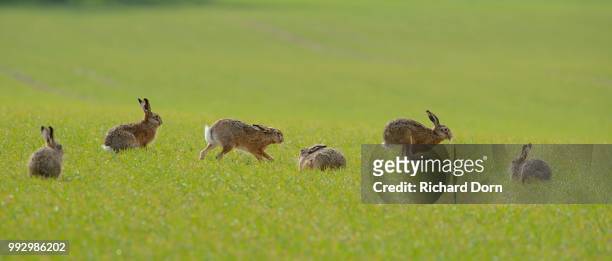 six hares (lepus europaeus) on a green field in the mating season, north rhine-westphalia, germany - mating stock pictures, royalty-free photos & images