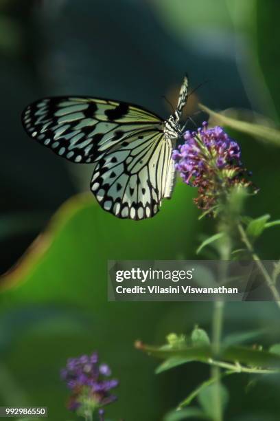 beautiful black and white butterfly - paper kite butterfly stock pictures, royalty-free photos & images