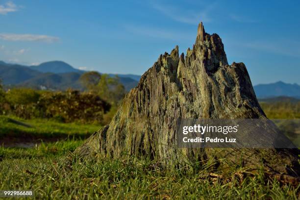 toco de eucalipto no formato de montanha - montanha stockfoto's en -beelden